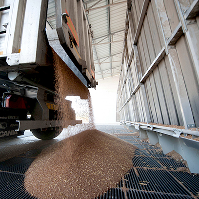 conferimento-grano